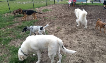 Babylon Village Dog Parks And Playgrounds To Re-Open Thursday, June 18th