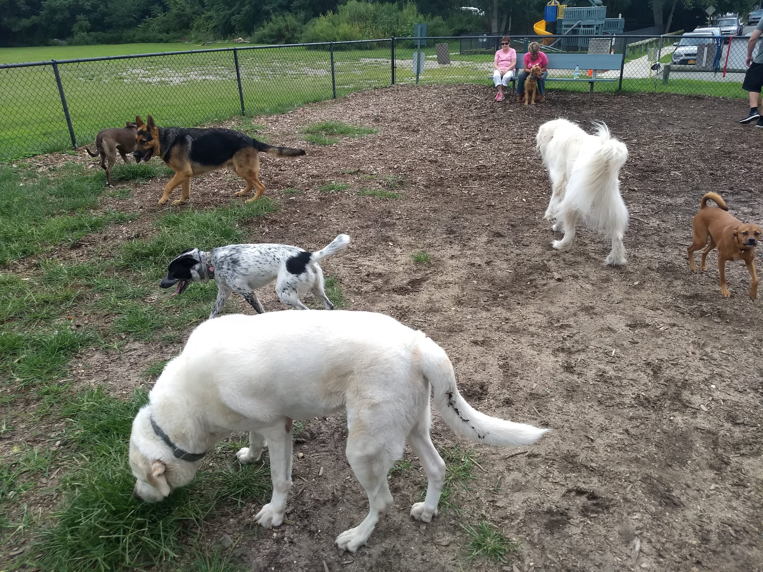 Babylon Village Dog Parks And Playgrounds To ReOpen Thursday, June