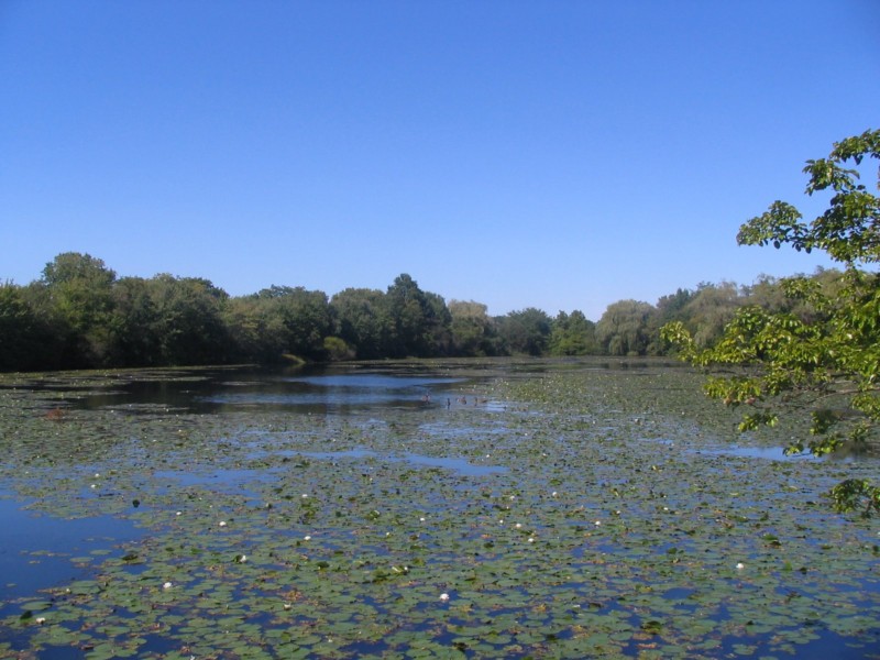 The Lake Is overgrown.