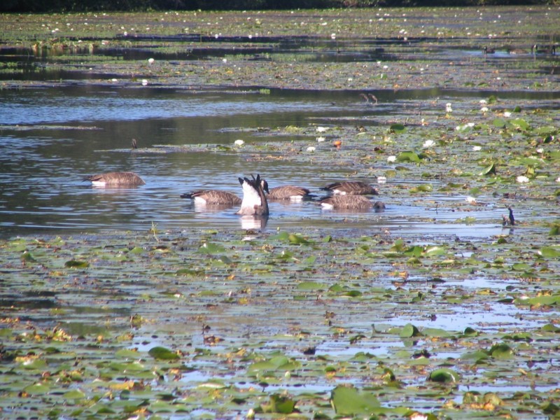 The geese seem to like it.