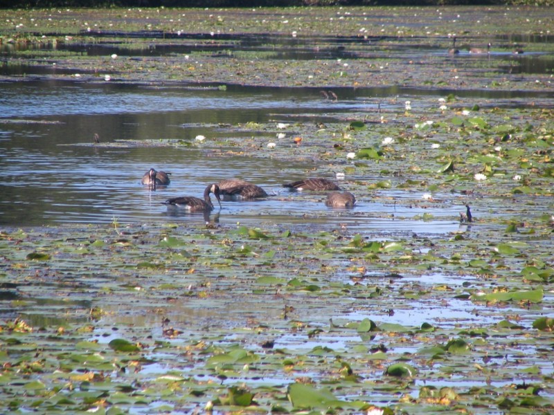 Not too many birds here since there aren't people to give them handouts.