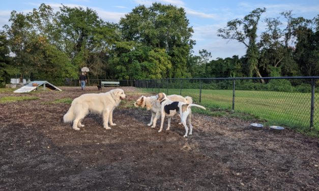 George Street Dog Park To Close In September When Park Ave Dog Parks Open